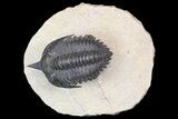 Minicryphaeus Trilobite - Tafraoute, Morocco #138973-2